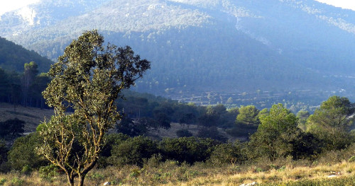 Les Rutes del Centre: L’Alt de la Barcella (les Talaes) – Onil (FdC 26) 13.12.15 3 3 Rutes Centre Alt Barcella Talaes Onil