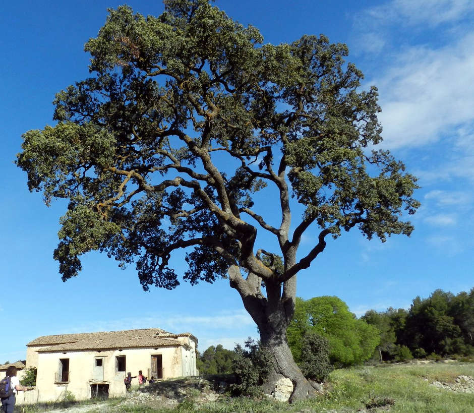 Les Rutes del Centre: Banyeres-Font de la Coveta-Reiner-Font Freda - 22.5.16 3 3 Banyeres-Font de la Coveta - Bocairent
