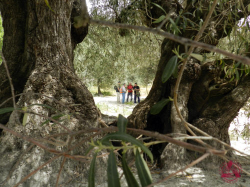Les Rutes del Centre: Serra d’Almudaina – Benimassot (El Comtat) – 22.4.18 4