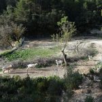 serra-onil-2025-3